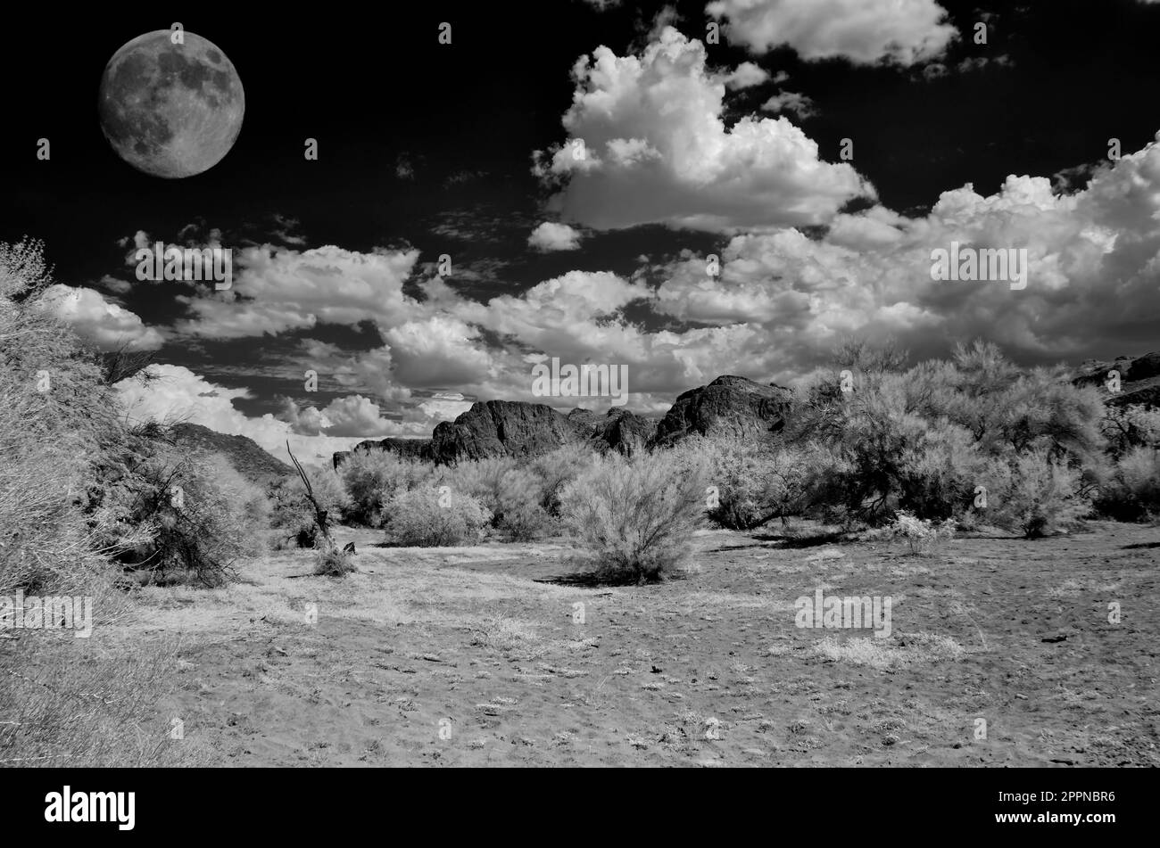 Vollmond in der Sonora-Wüste von Arizona Stockfoto