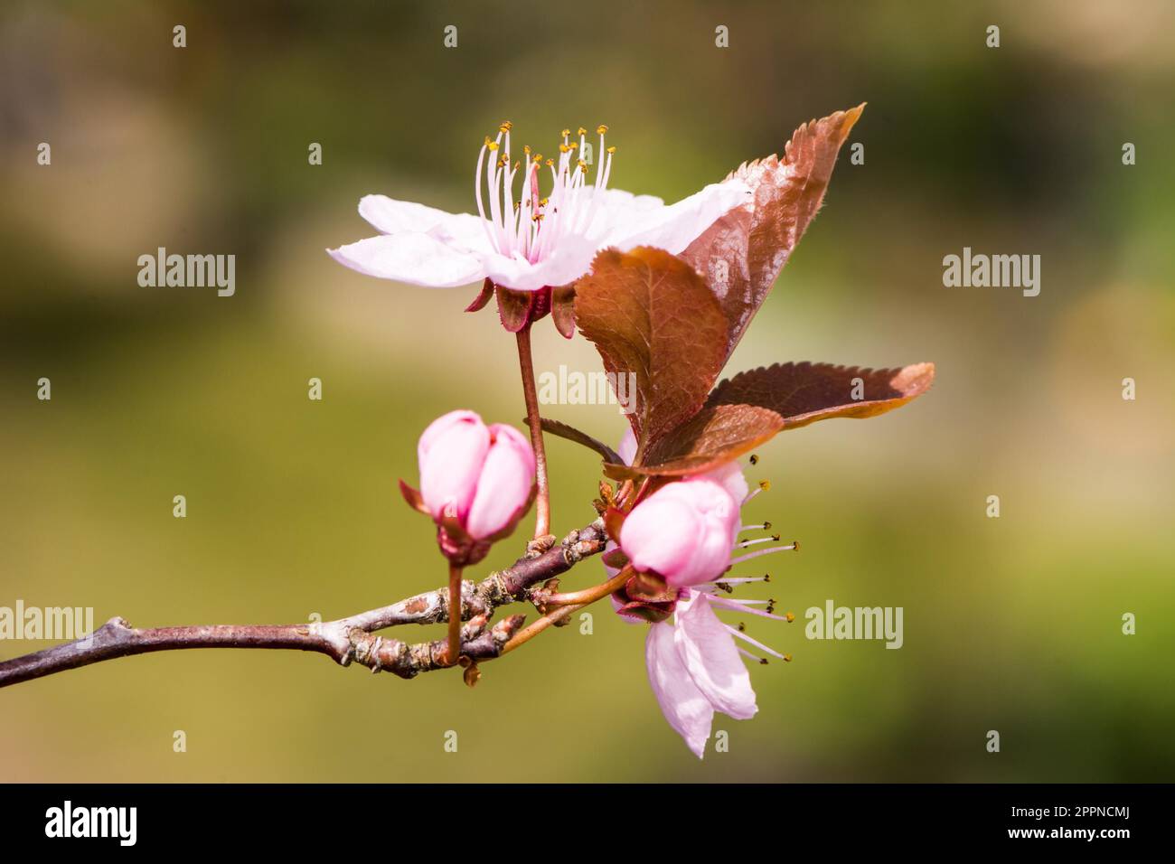 Blühende Saison mit rosa Pflaumenblüten Stockfoto