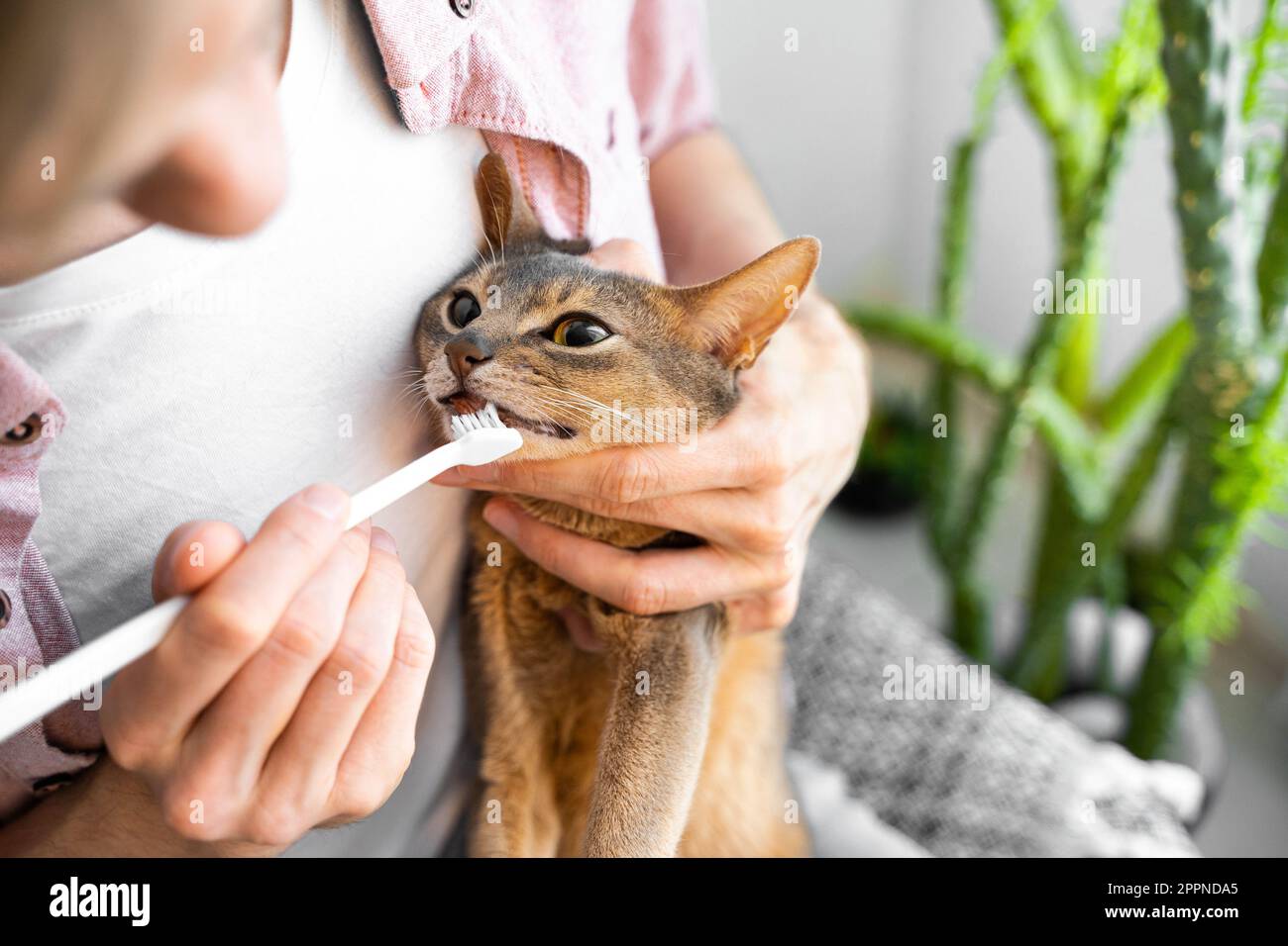 Weißer Mann in einem rosa Hemd und weißes T-Shirt, der mit einer weißen Bürste Zähne putzt, eine süße blaue abyssinische Katze. Konzept Tiergesundheitsfürsorge und Liebe Stockfoto