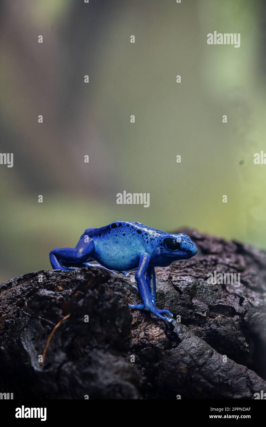 Ein lebendiger blauer Giftpfeilfrosch, hoch oben auf einem grauen Felsen Stockfoto