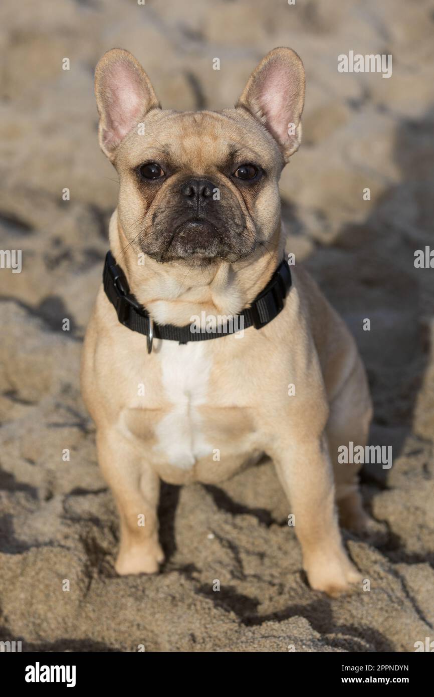 10 Monate alter Fawn Frenchie Mann am Strand. Stockfoto