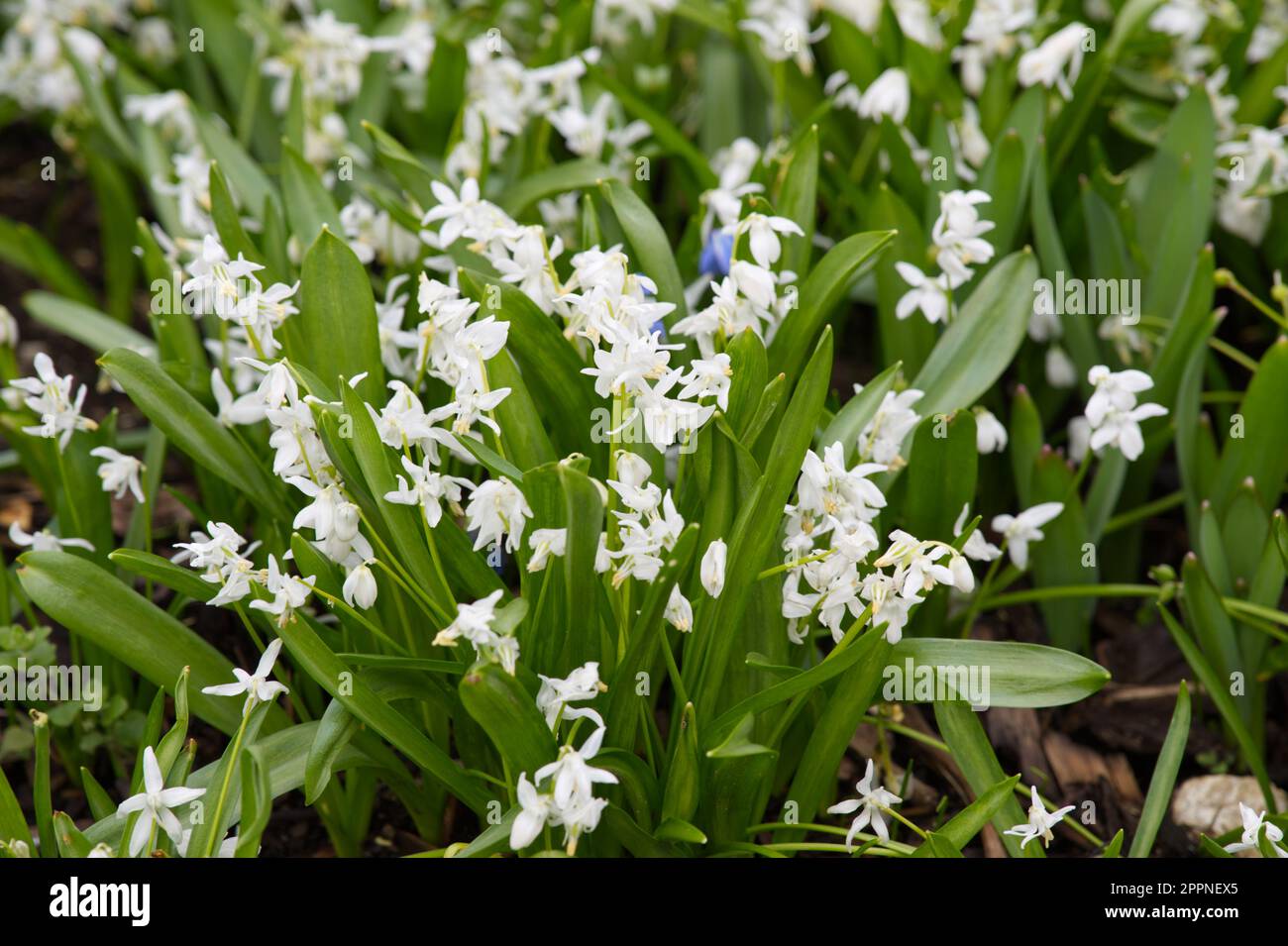 Weiße Frühlingsblumen von Squill, scilla siberica alba im britischen Garten April Stockfoto