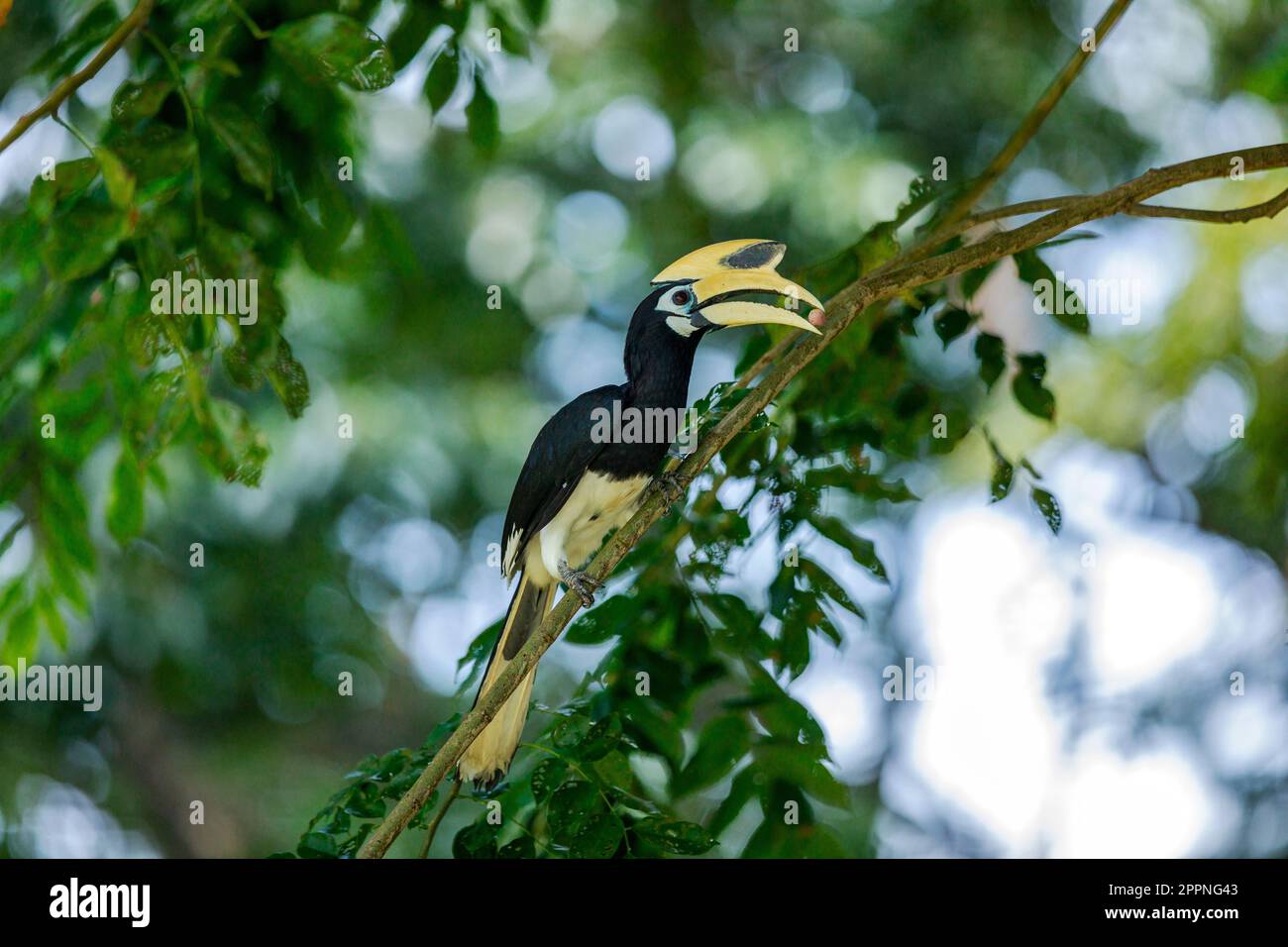 Männliche orientalische Rattenhornvogel bringt Früchte zum Balzfutter mit weiblicher Singapur Stockfoto