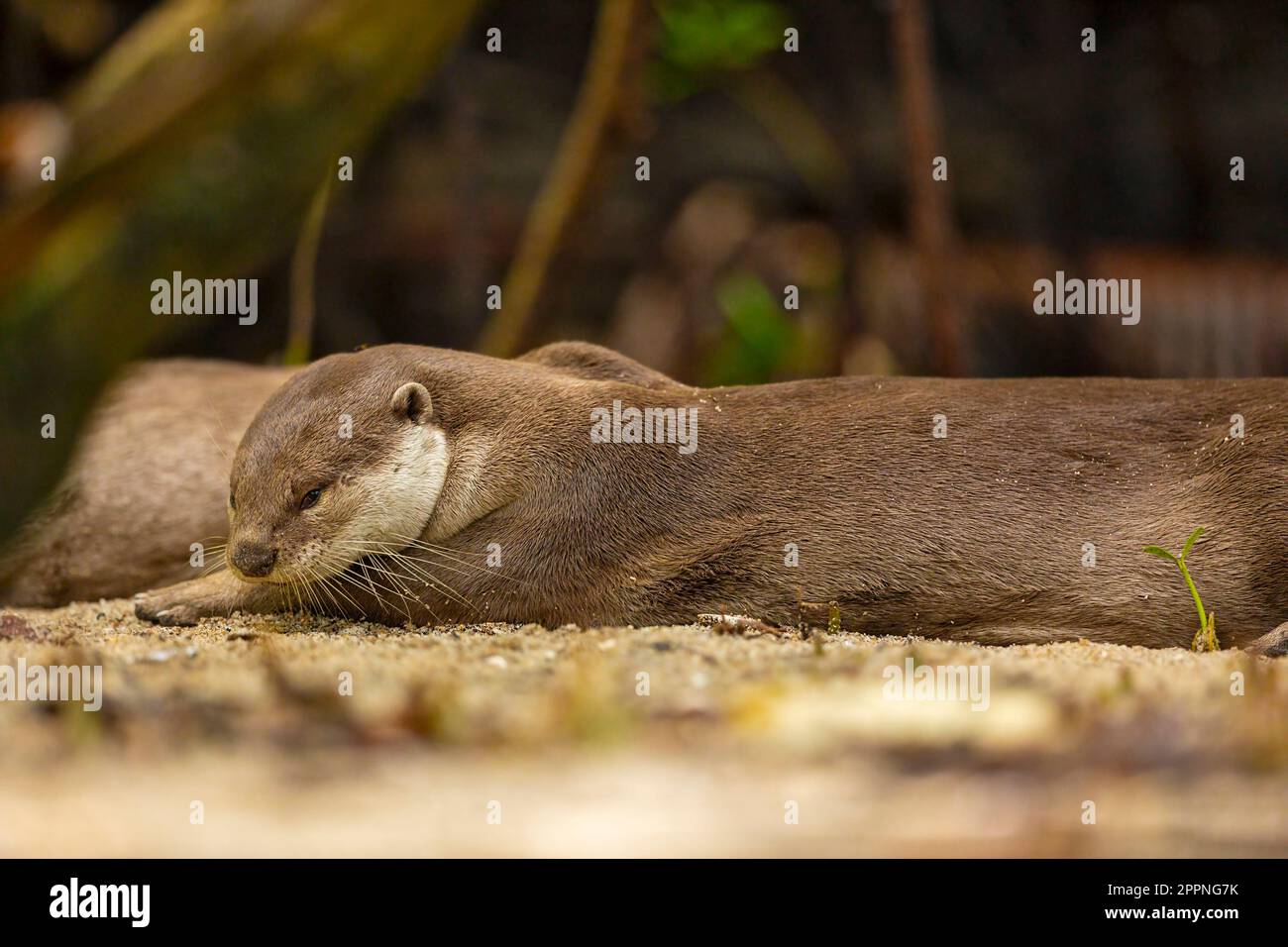 Glatt beschichtete Otter, die auf einem Mangrovenstrand in Singapur schlafen Stockfoto
