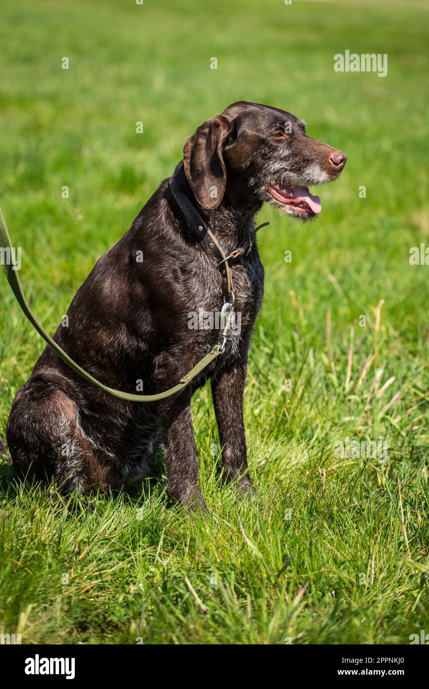 Deutscher Drahthaar-Pointer, Deutsch Drahthaar Stockfoto