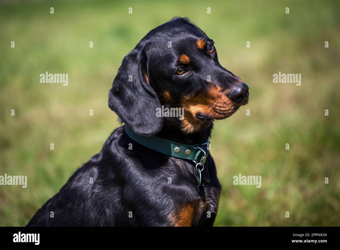 Österreichischer Black and Tan Hound, Brandlbracke Stockfoto