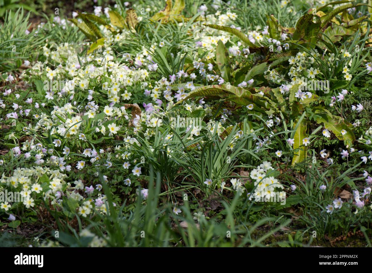 Blassgelbe Primrosen Primula vulgaris und rosa Frühlingsblumen der Holzanemone nemorosa E. A. Bowles und hart's Tongue Farn im britischen Garten April Stockfoto