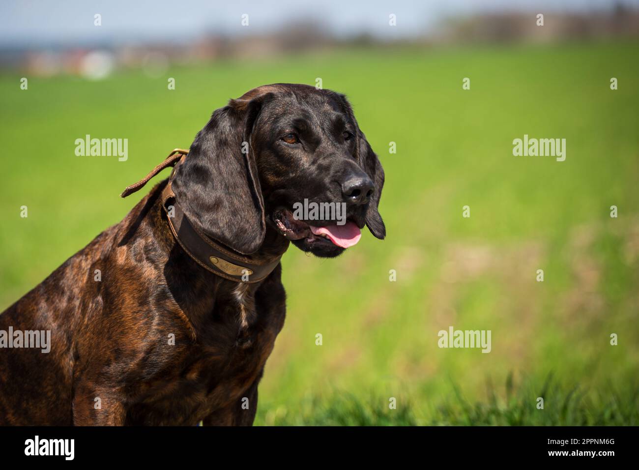 Hannoverhund, Hannoverscher Schweißhund Stockfoto