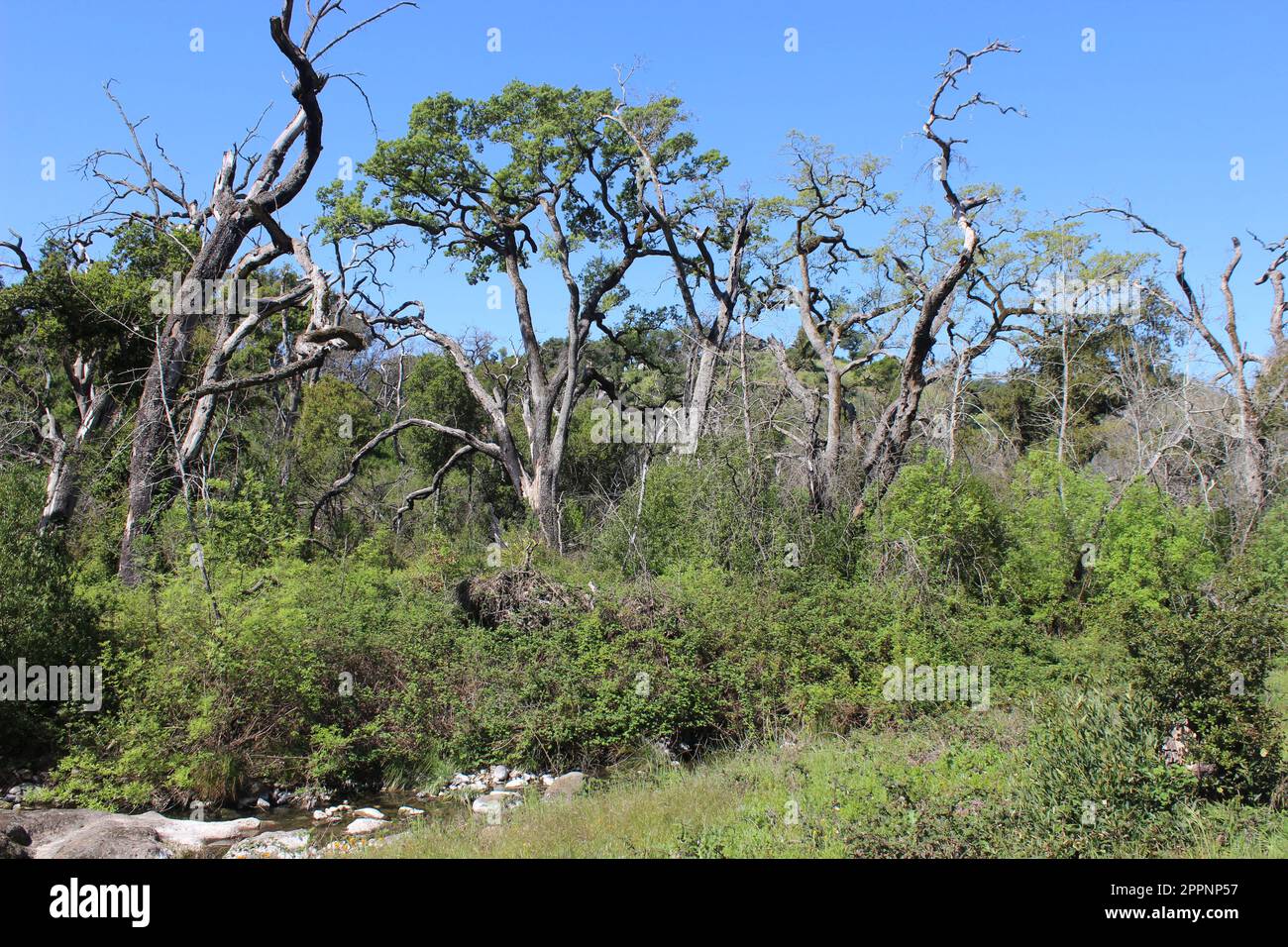 Old Fire Tree Damage, Soda Canyon Road, Napa, Kalifornien Stockfoto