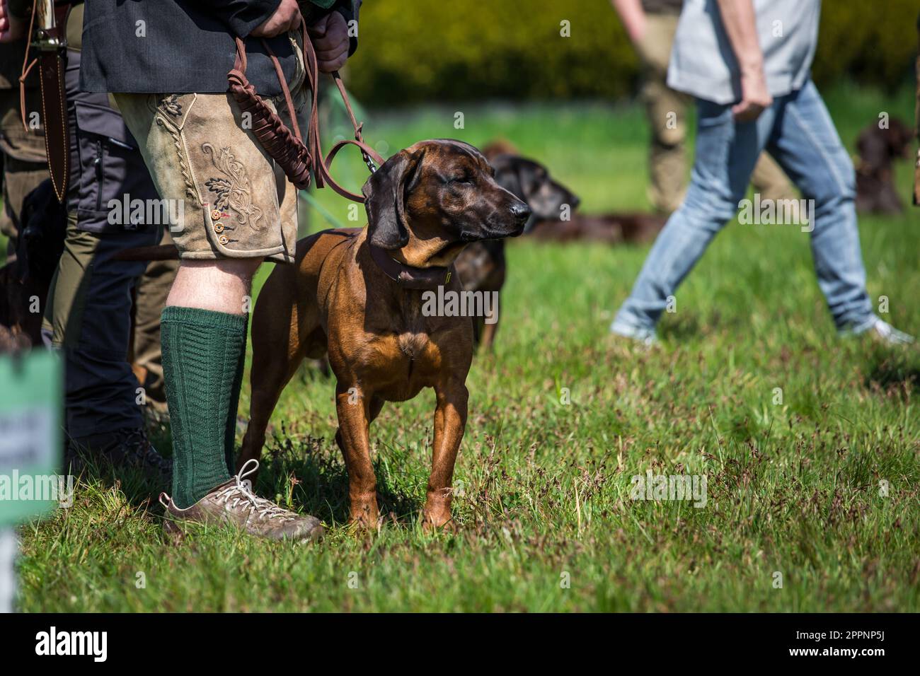 Bayerischer Gebirgsschweißhund Stockfoto