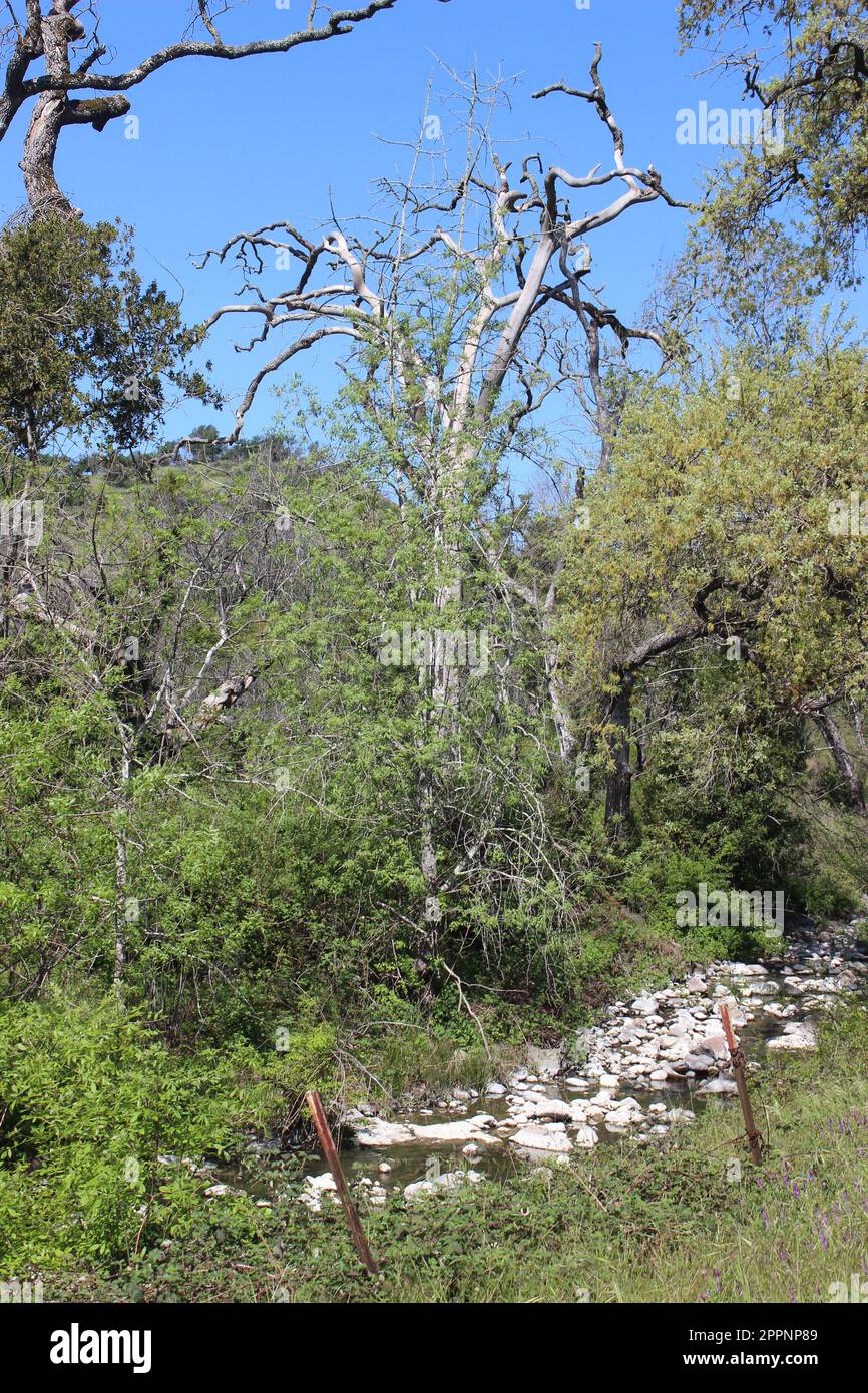 Old Fire Tree Damage, Soda Canyon Road, Napa, Kalifornien Stockfoto