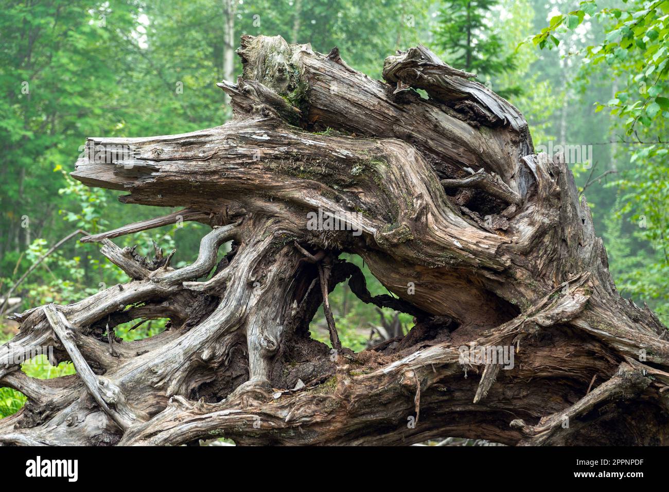 Knorrige Äste und Wurzeln eines umgedrehten Baumes. Stockfoto