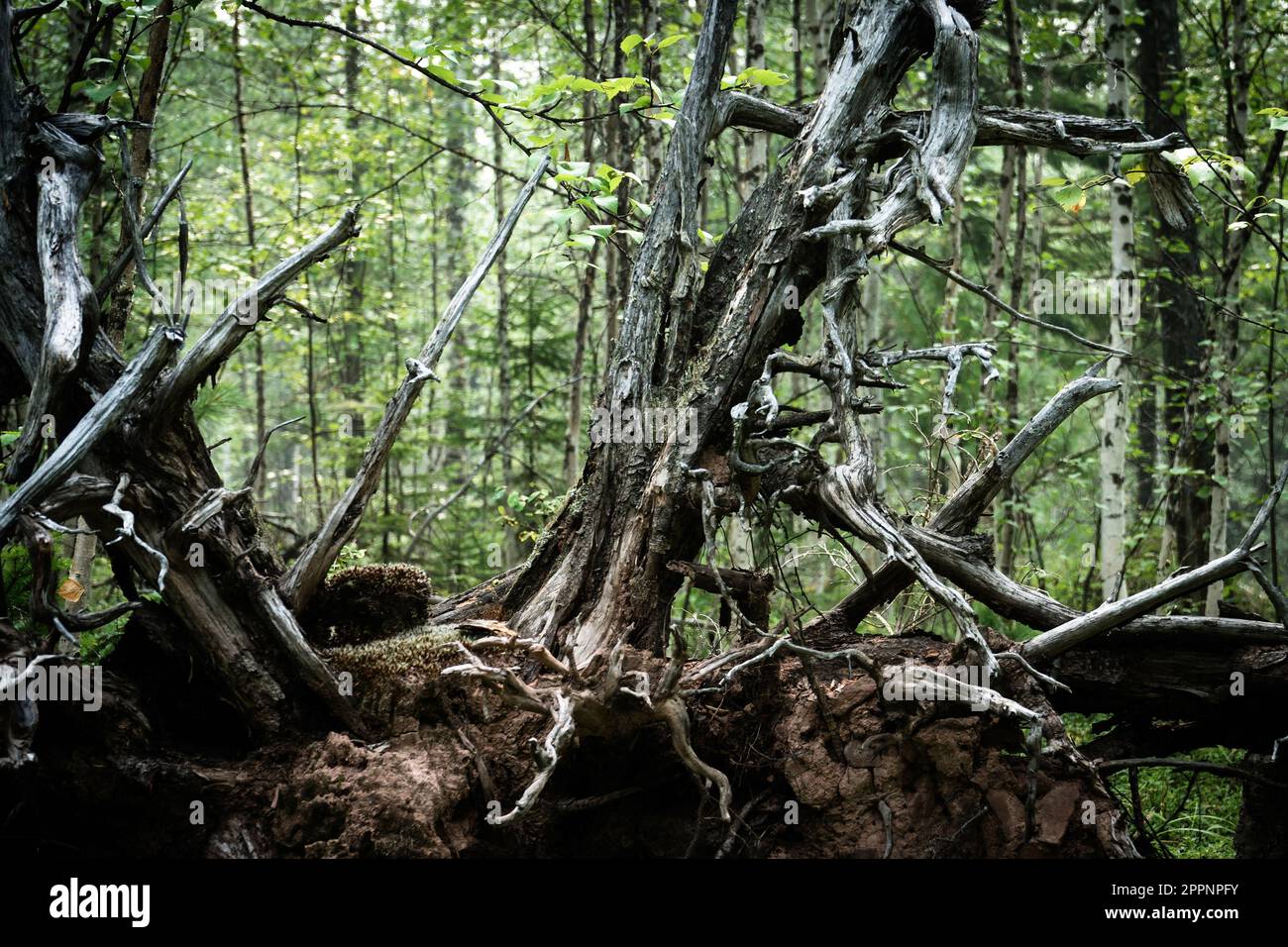 Überreste einer baumtrockenen und toten grauen Wurzeln. Alte trockene Wurzelbäume fielen aus dem Boden. Stockfoto