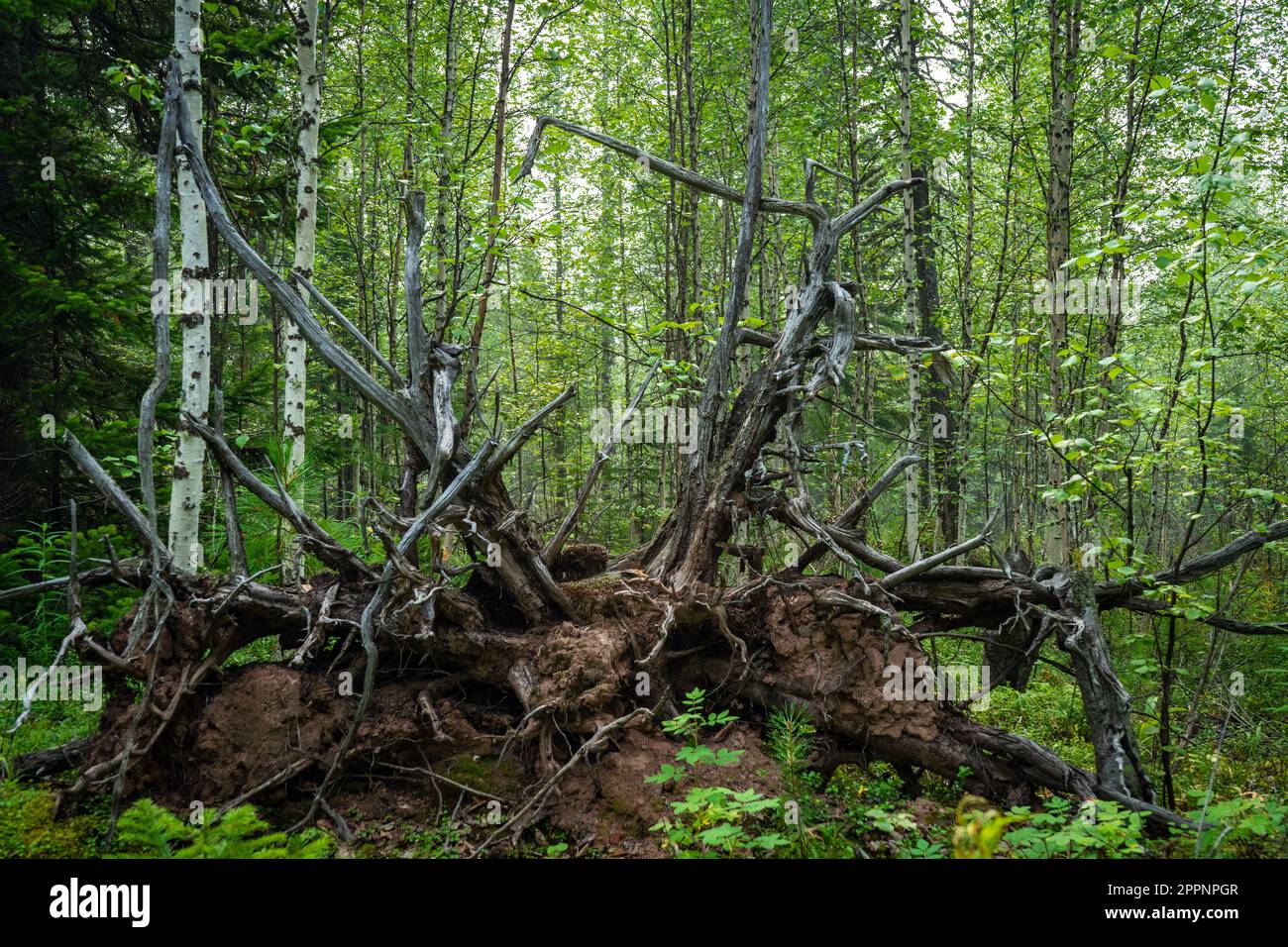Knorrige Äste und Wurzeln eines umgedrehten Baumes. Stockfoto