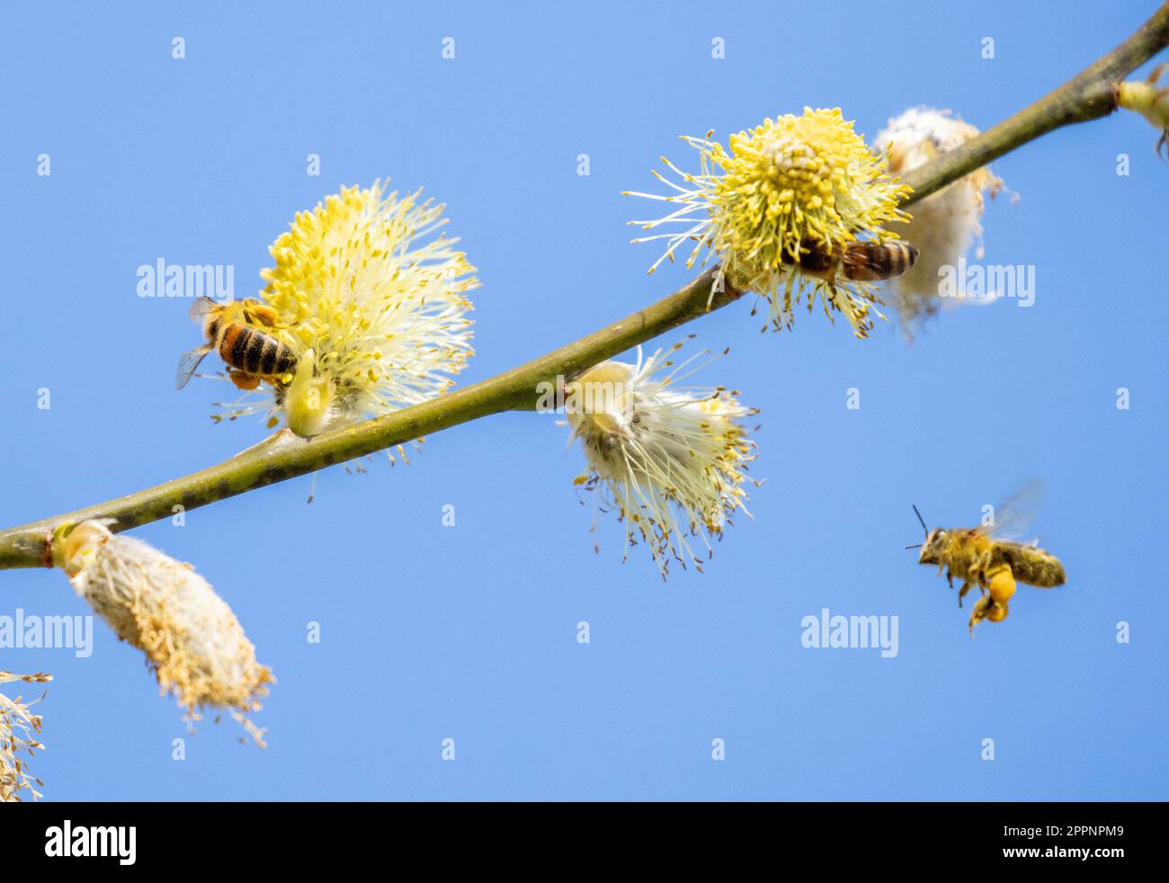 Honigbienen (APIs), die im Frühling in West Yorkshire, England, Pollen auf Weidenblumen (salix caprea) genießen Stockfoto
