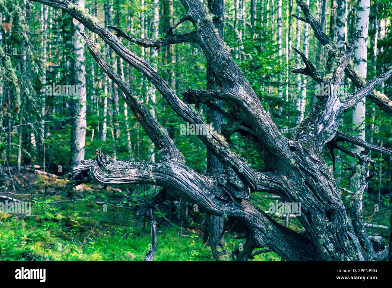 Überreste einer baumtrockenen und toten grauen Wurzeln. Alte trockene Wurzelbäume fielen aus dem Boden. Stockfoto
