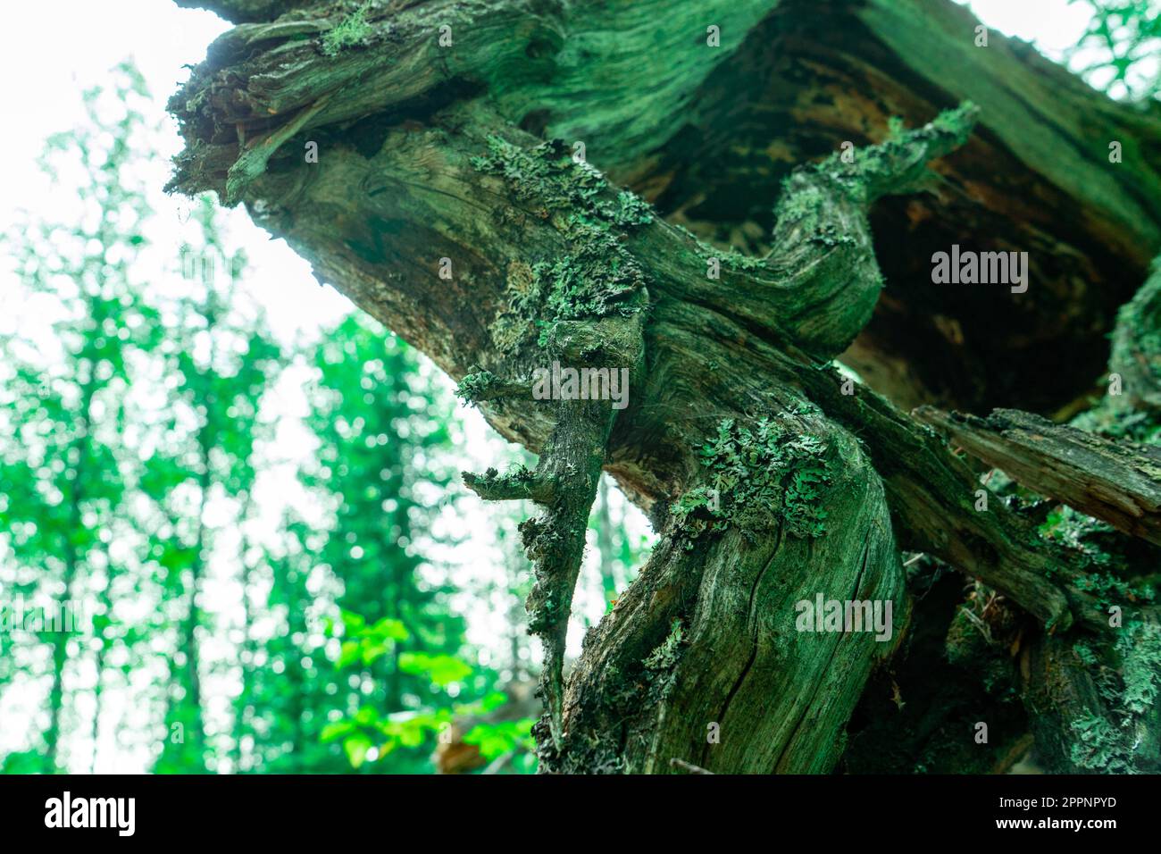 Die Überreste eines trockenen Baumes, die verrotteten grauen Wurzeln. Alte trockene Wurzelbäume fielen aus dem Boden Stockfoto