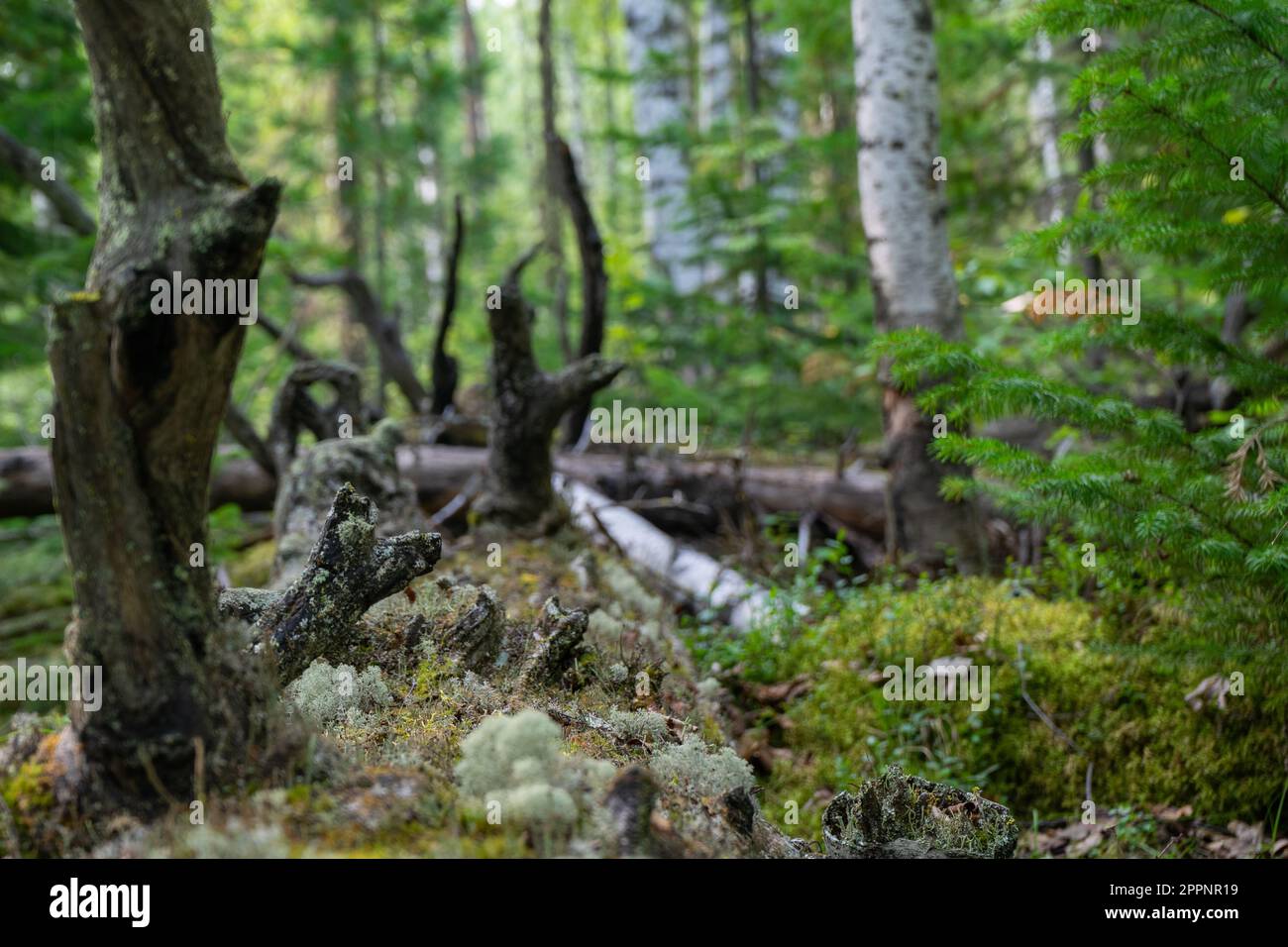 Die Überreste eines trockenen Baumes, die verrotteten grauen Wurzeln. Alte trockene Wurzelbäume fielen aus dem Boden. Stockfoto