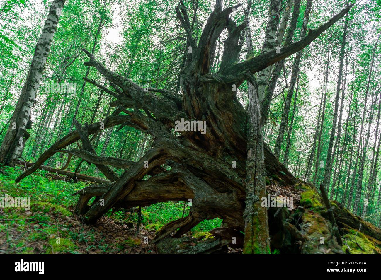 Überreste einer baumtrockenen und toten grauen Wurzeln. Alte trockene Wurzelbäume fielen aus dem Boden. Stockfoto