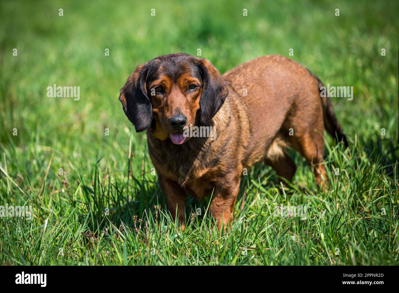 Alpine Dachsbracke, alpenländische Dachsbracke Stockfoto