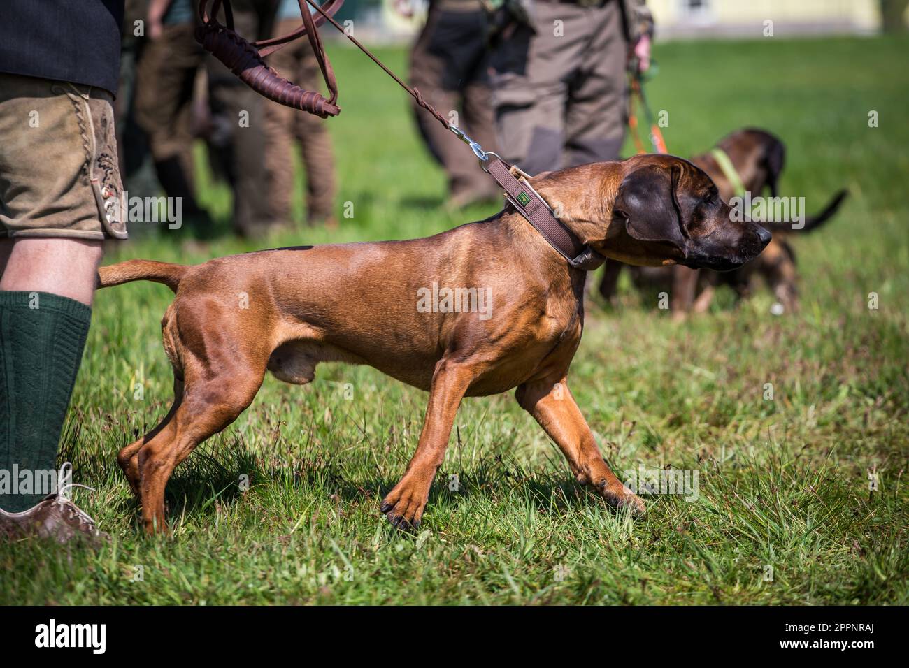 Bayerischer Gebirgsschweißhund Stockfoto