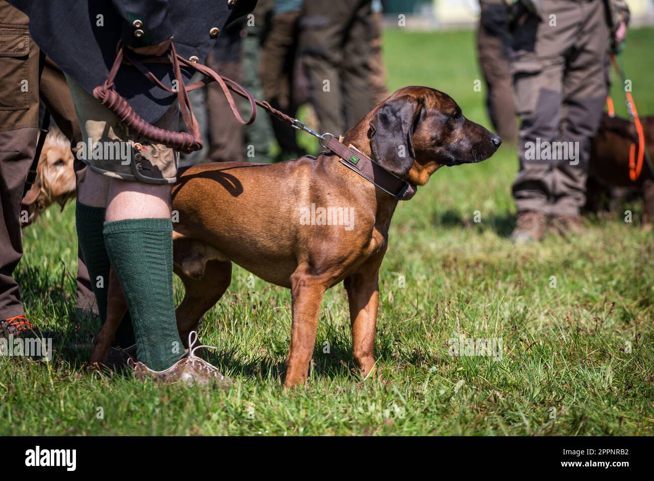 Bayerischer Gebirgsschweißhund Stockfoto