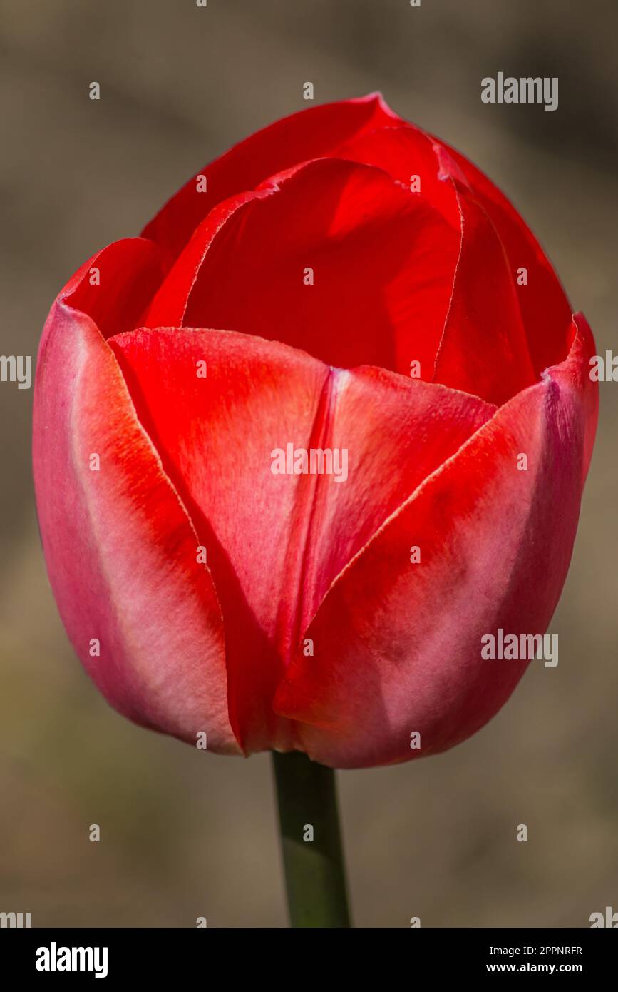 Nahaufnahme einer roten Tulpenblume (tulipa) Stockfoto