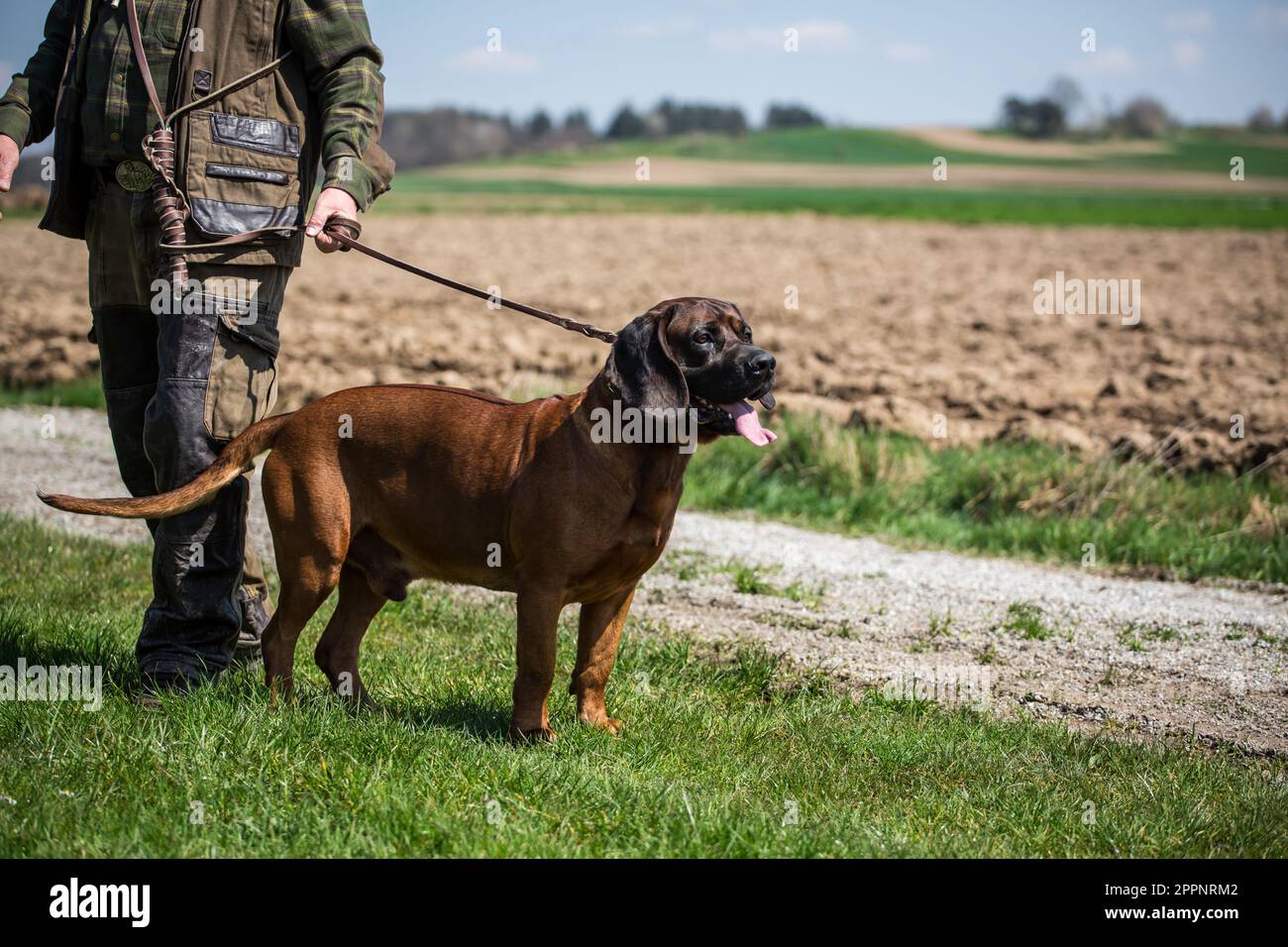 Hannoverhund, Hannoverscher Schweißhund Stockfoto