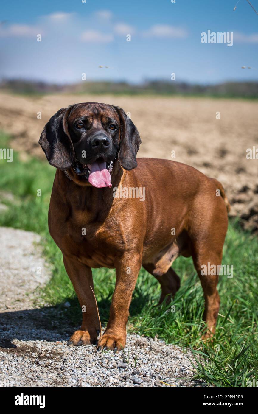 Hannoverhund, Hannoverscher Schweißhund Stockfoto