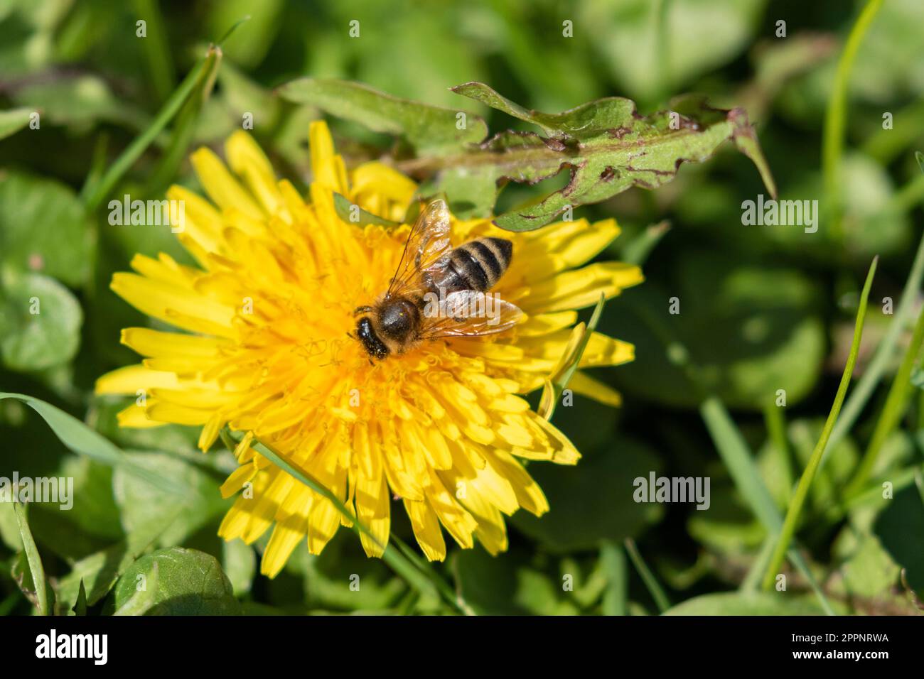 Eine Honigbiene (Honigbiene), die sich von einem Löwenzahn (Taraxacum) ernährt. Löwenzahn ist eine reiche Quelle für Pollen und Nektar. Stockfoto