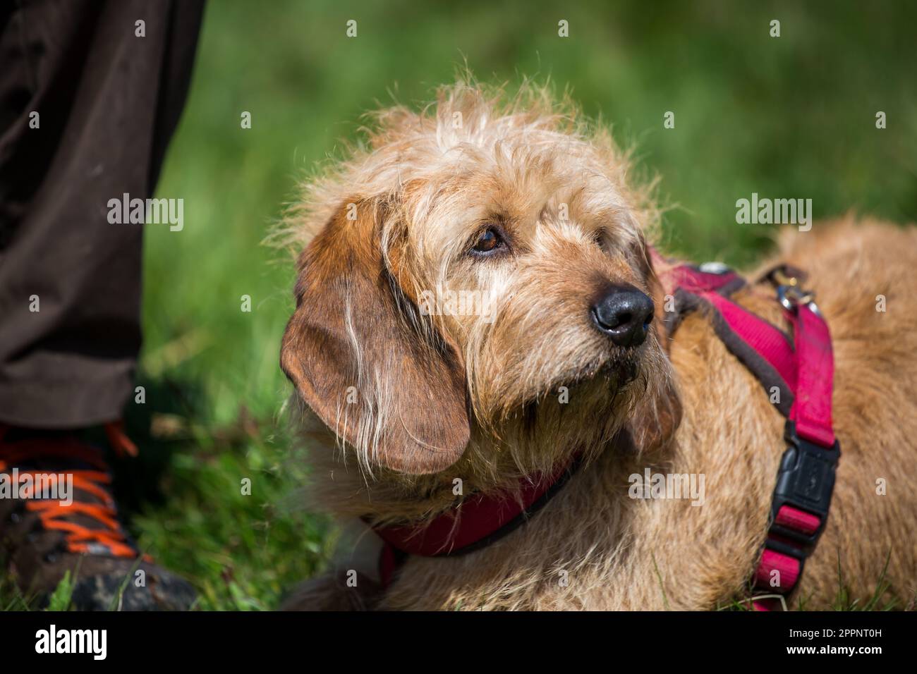 Steirischer Drahthund, Steirische Rauhhaarbracke Stockfoto