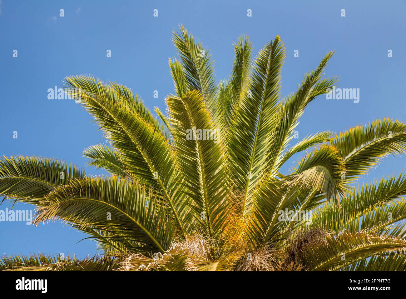 Die Palme hüpft vor einem hellblauen Himmel Stockfoto