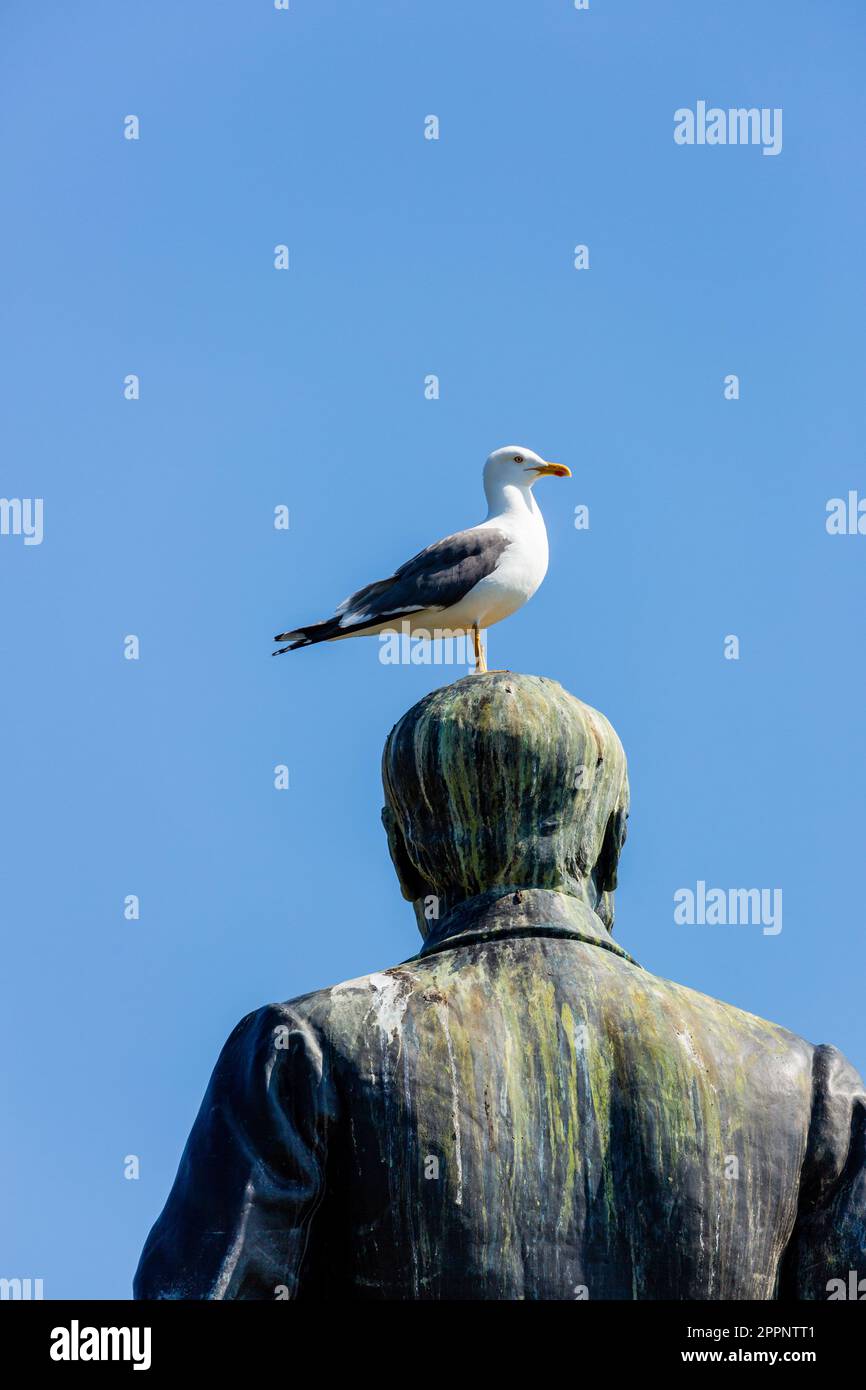 Eine Möwe sitzt auf dem Kopf der Statue von Andrew Carnegie in Dunfermline, Fife. Stockfoto