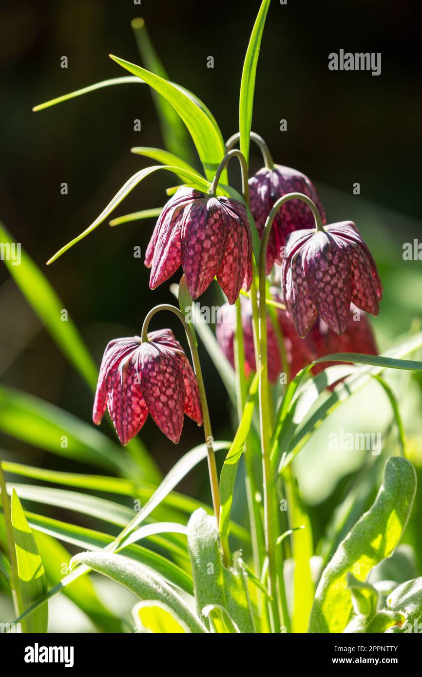 Fritillaria meleagris Snake's Head Fritillary blüht im April in Schottland Stockfoto