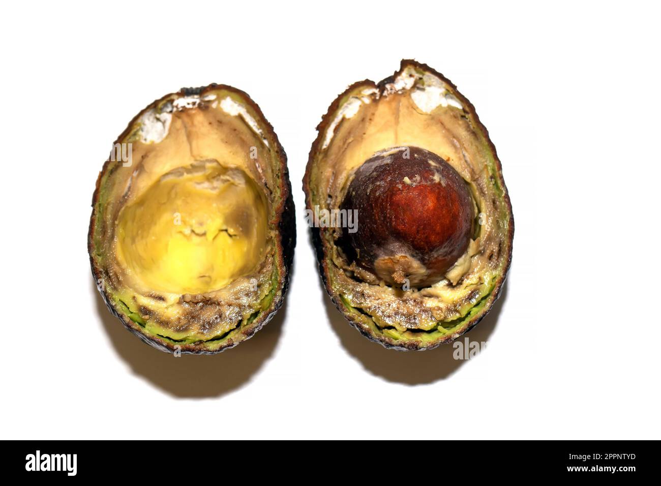 Verdorbener Avocado mit halbiertem Schimmel. Der Avocado ist verdorben. Verfaulte Avocadofrüchte auf weißem Hintergrund. Stockfoto