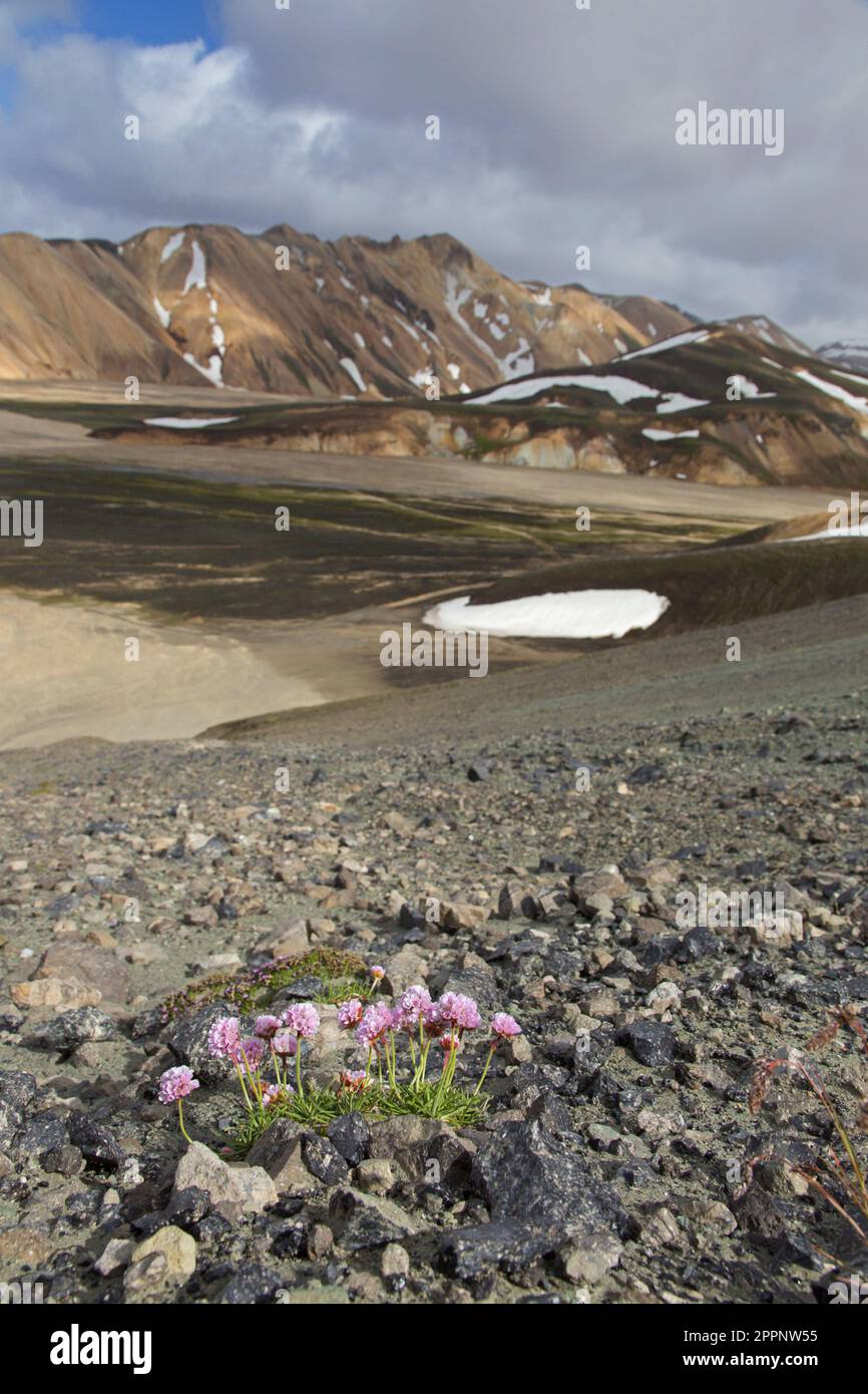 Sea Thrift / Sea pink (Armeria maritima) in Blüte inmitten von vulkanischen Felsen im Lavafeld, Norðurland Eystra / Nordosten Region, Island Stockfoto
