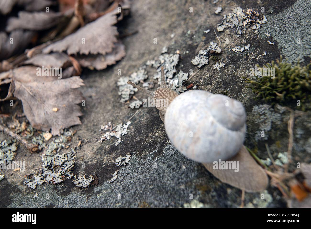 Eine alte Weinbergschnecke, Vine Snail (Helix pomatia) im Wald Stockfoto