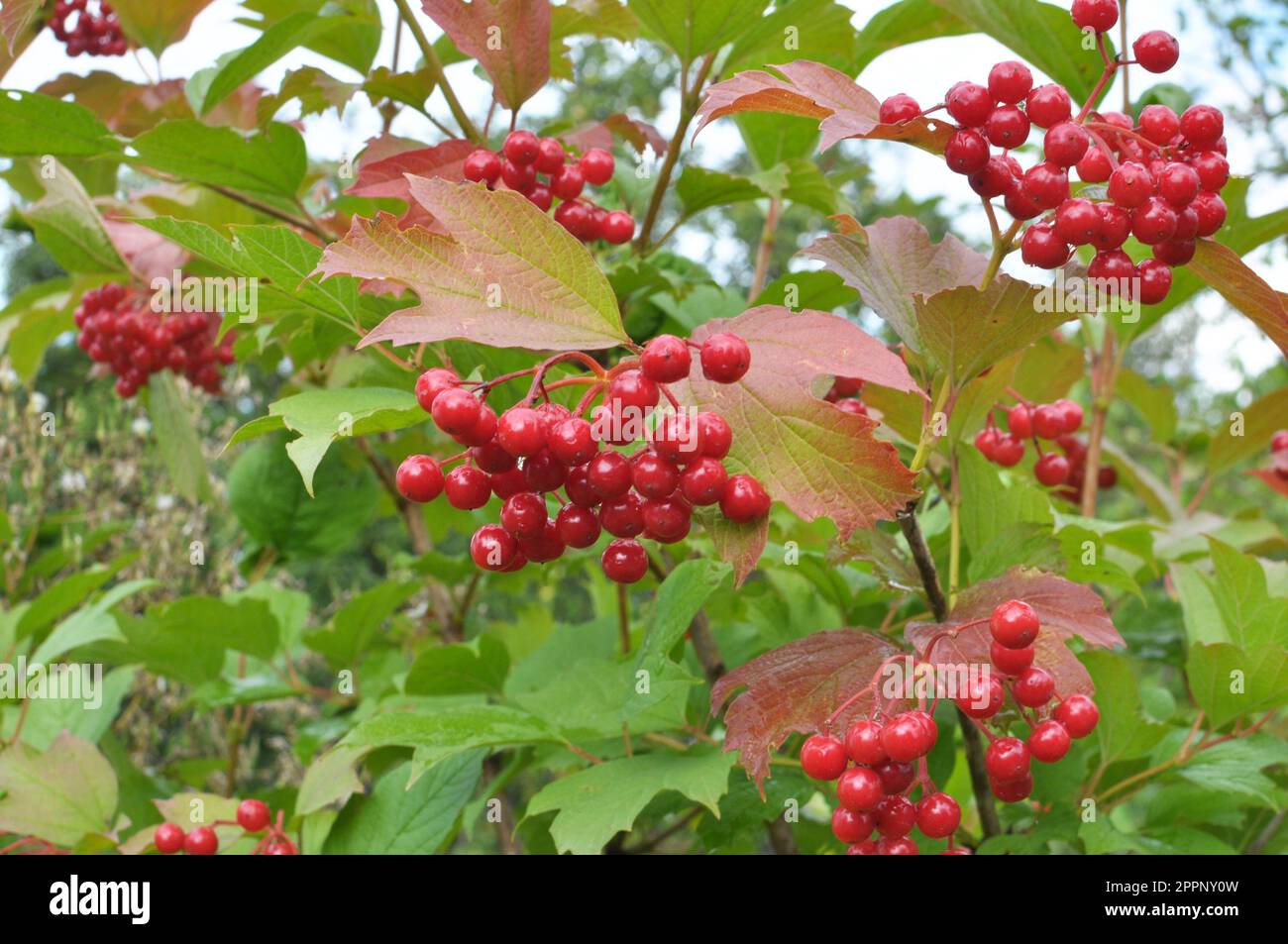 Die roten Beeren der Guelderrose (Viburnum opulus) reifen am Strauchzweig Stockfoto