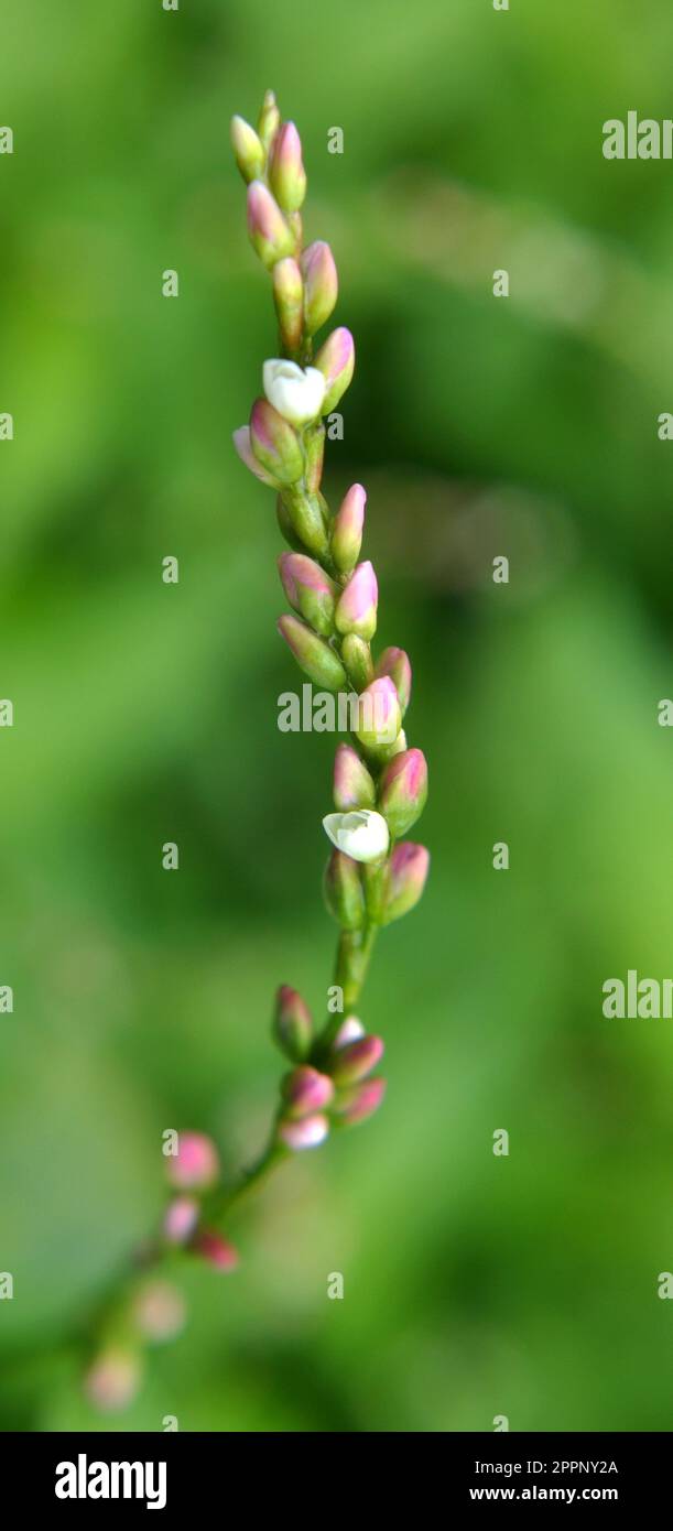 Persicaria maculosa wächst in freier Wildbahn Stockfoto