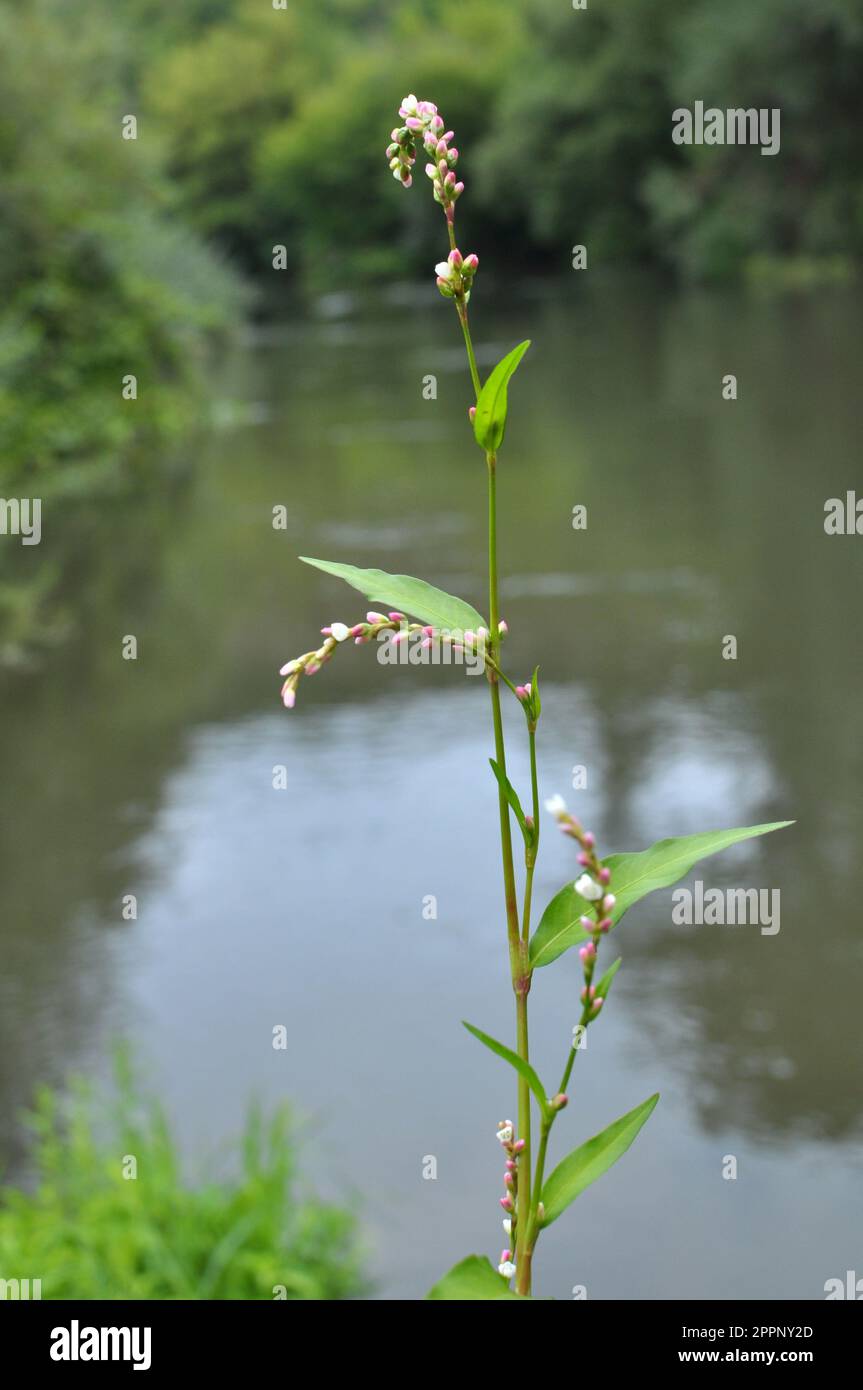 Persicaria maculosa wächst in freier Wildbahn Stockfoto