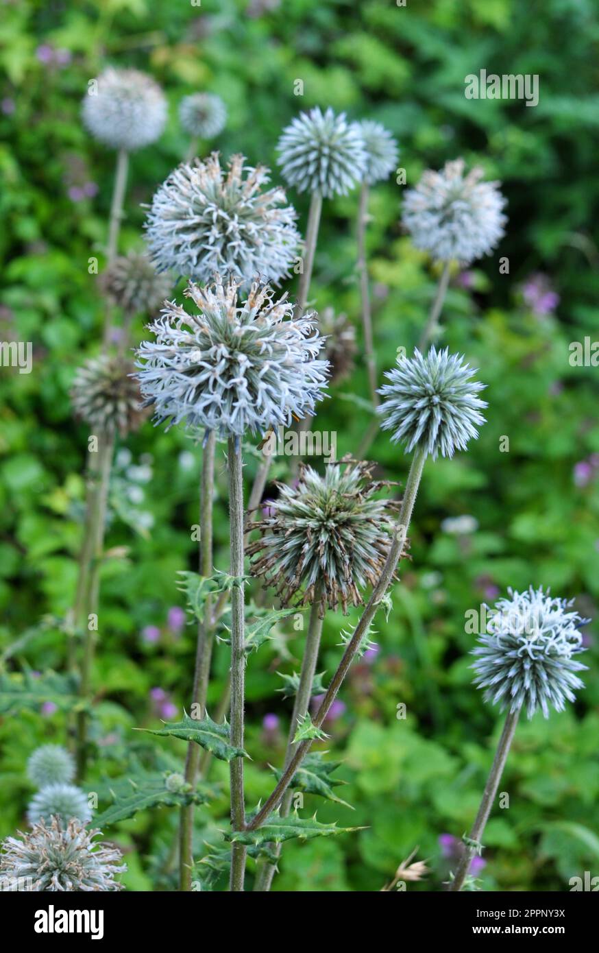In freier Wildbahn blüht die Honigpflanze echinops sphaerocephalus Stockfoto