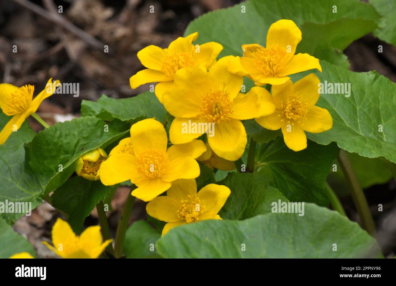 im Frühling wächst caltha palustris im feuchten Erlenwald Stockfoto