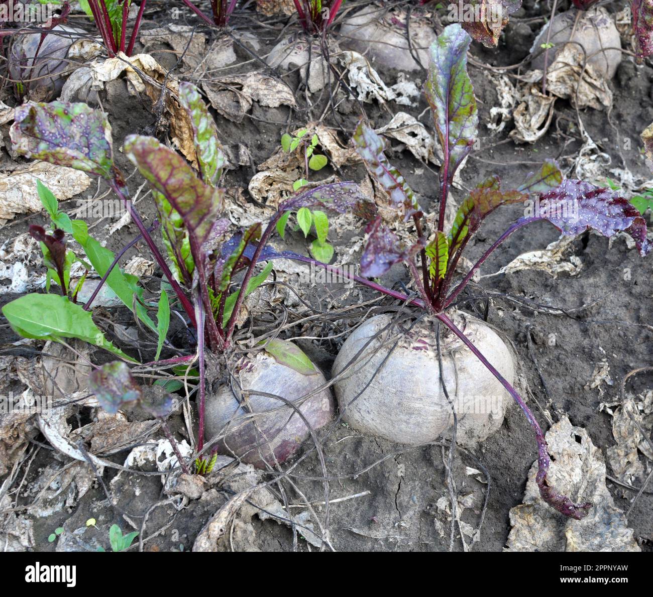 Die rote Beete wächst in offenem organischem Boden Stockfoto
