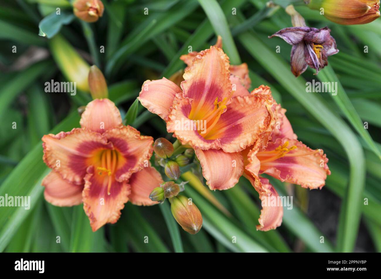 Im Frühling blühen Iris im Blumenbeet Stockfoto