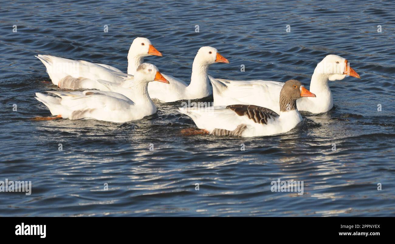 Die Herde der Hausgänse badet im Fluss Stockfoto