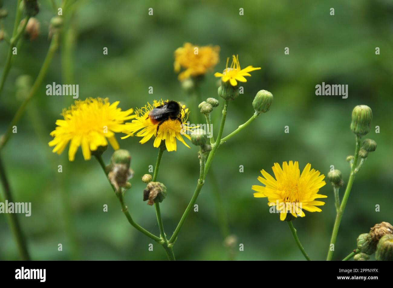 In der Natur wachsen unter den Pflanzen Gelbfelddistel (Sonchus arvensis). Stockfoto