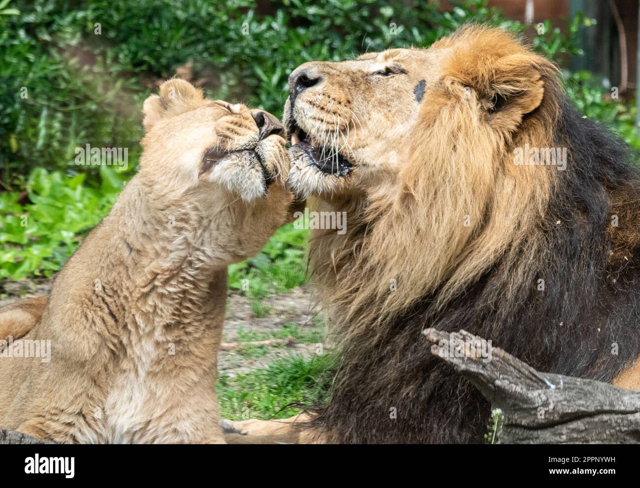 Männliche und weibliche asiatische Löwen (Panthera leo persica), die sich verbinden und Zuneigung zeigen. Stockfoto