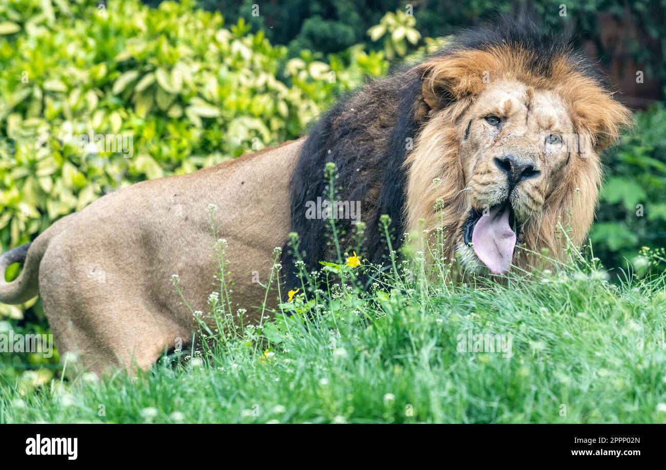 Männlicher asiatischer Löwe (Panthera leo persica). Der asiatische Löwe ist eine Population von Panthera leo, die heute nur in Indien in freier Wildbahn überlebt. Stockfoto