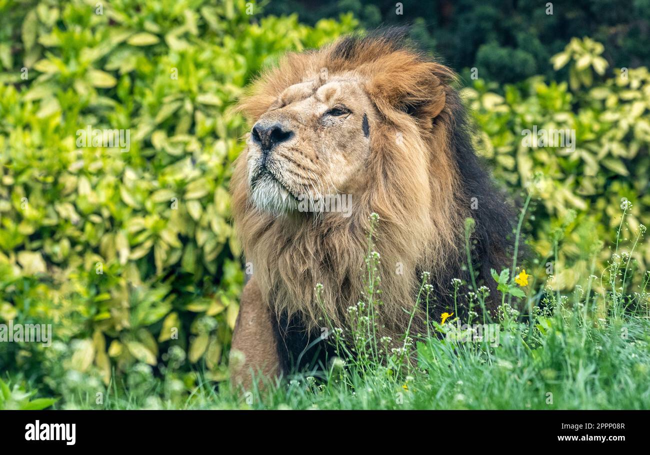 Männlicher asiatischer Löwe (Panthera leo persica). Der asiatische Löwe ist eine Population von Panthera leo, die heute nur in Indien in freier Wildbahn überlebt. Stockfoto
