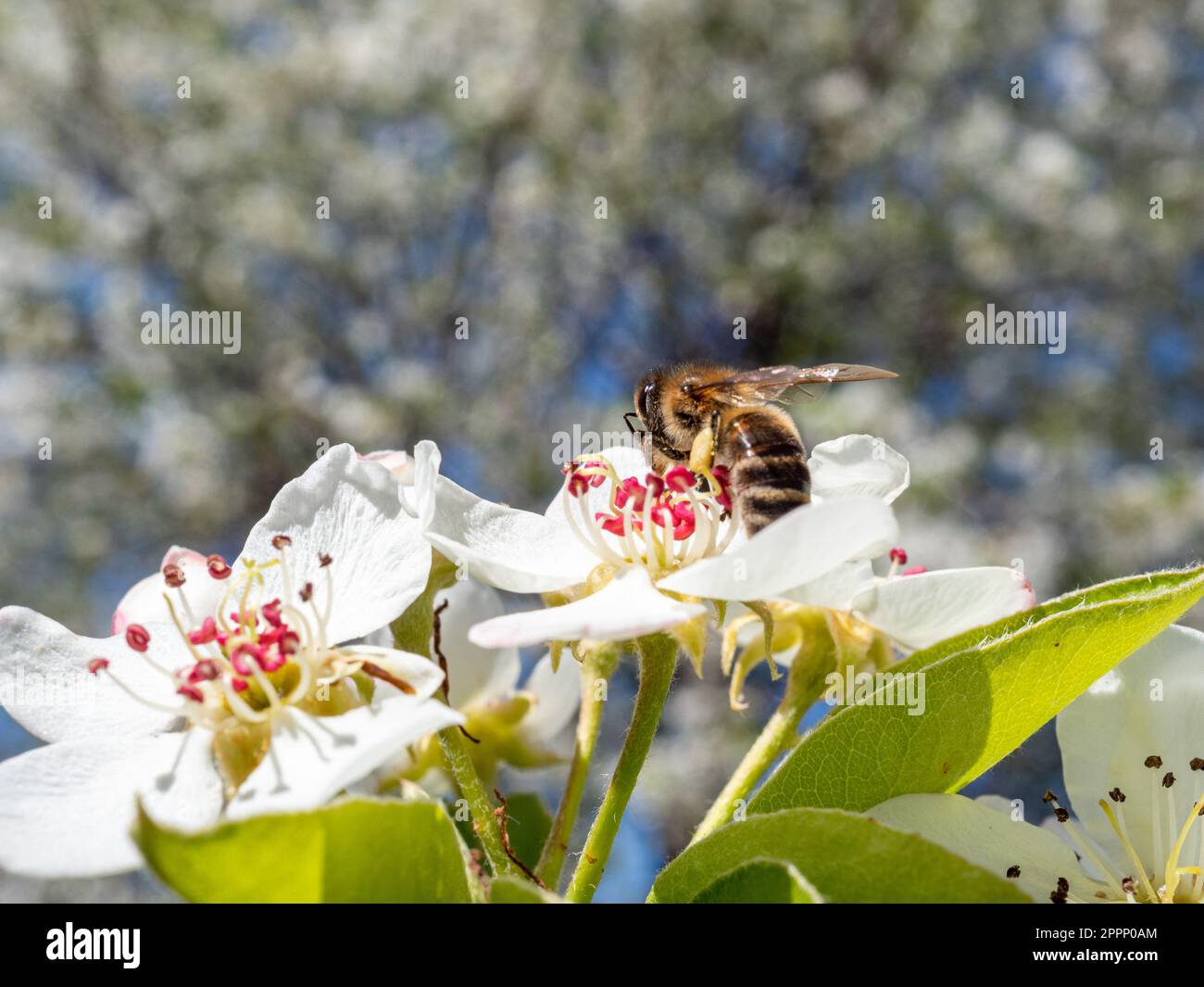 Zweige mit schönen Pflaumenblüten im Frühling und Bienenernte Stockfoto
